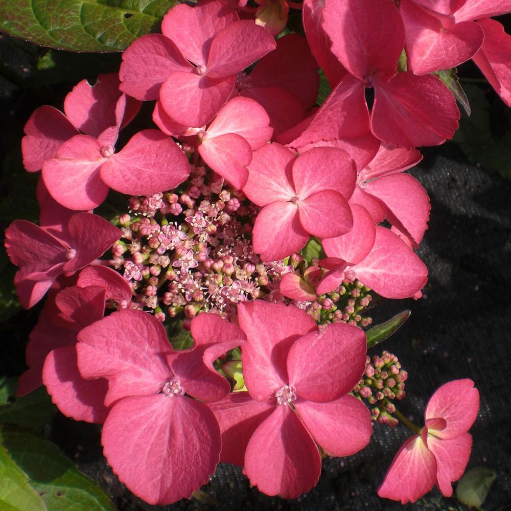Hortensia de gradina Selina, cu flori roz-violet