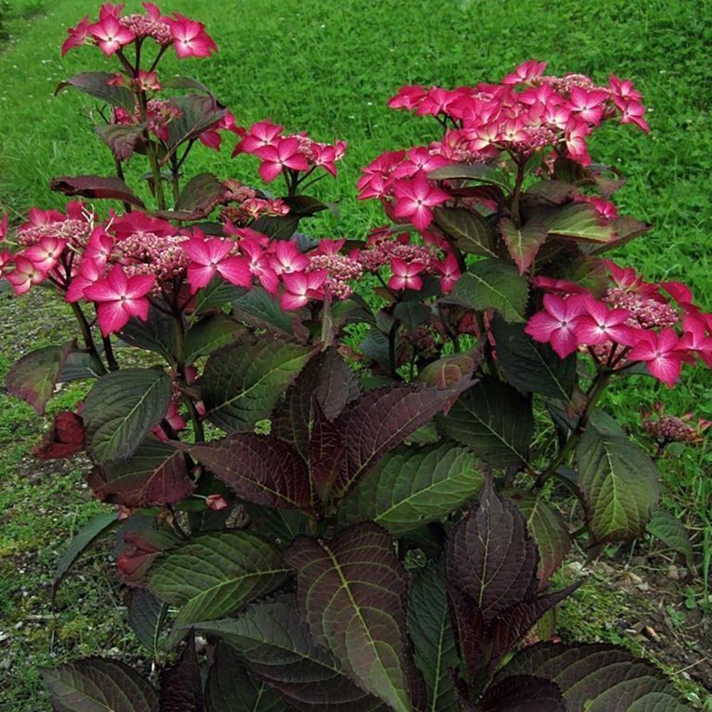 Hortensia de gradina Selina, cu flori roz-violet