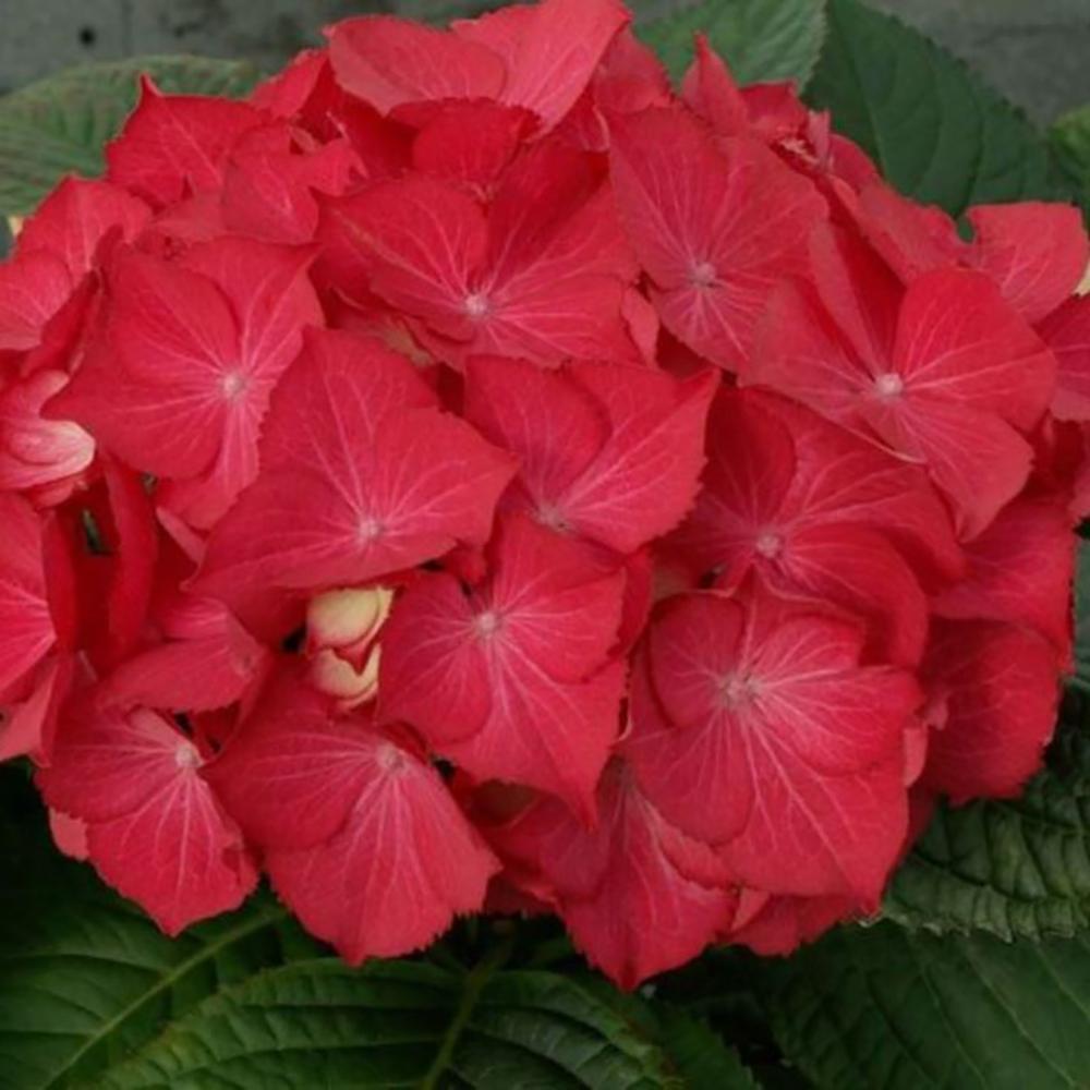 Hortensia de gradina Selma, cu flori rosii