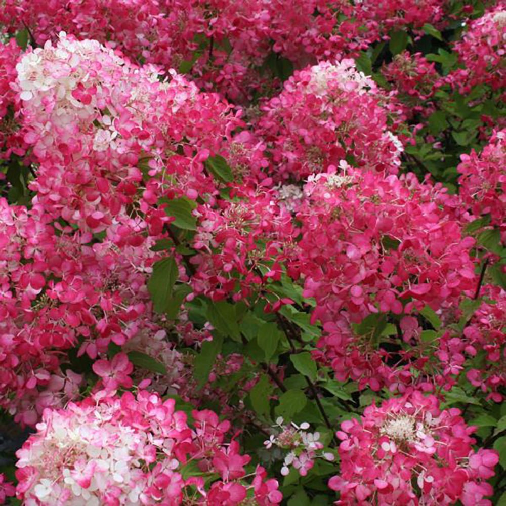 Hortensia de gradina Magical Fire, cu flori rosii-roz