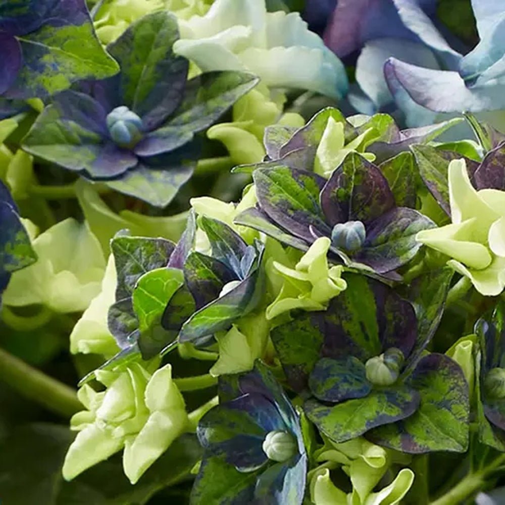 Hortensia de gradina Mata Hari, cu flori albastre
