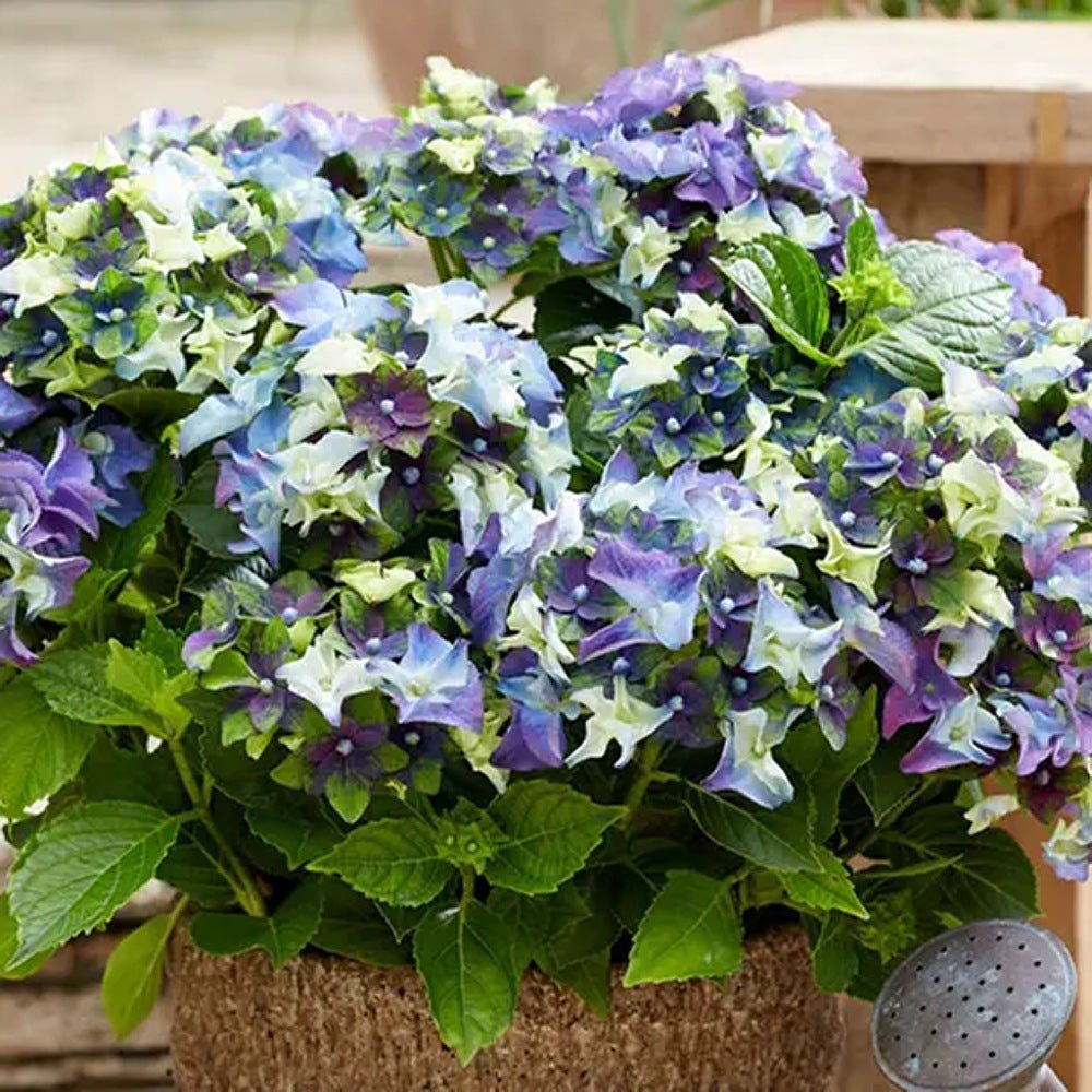 Hortensia de gradina Mata Hari, cu flori albastre