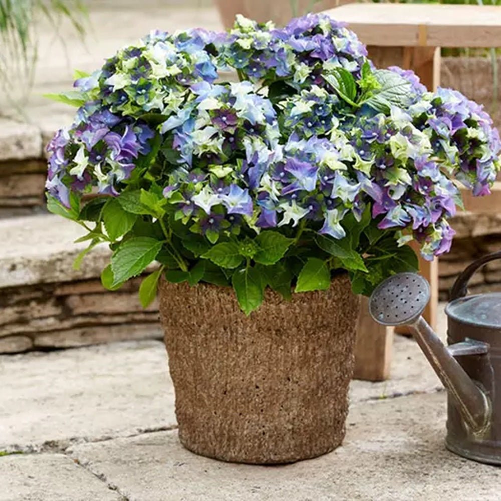 Hortensia de gradina Mata Hari, cu flori albastre