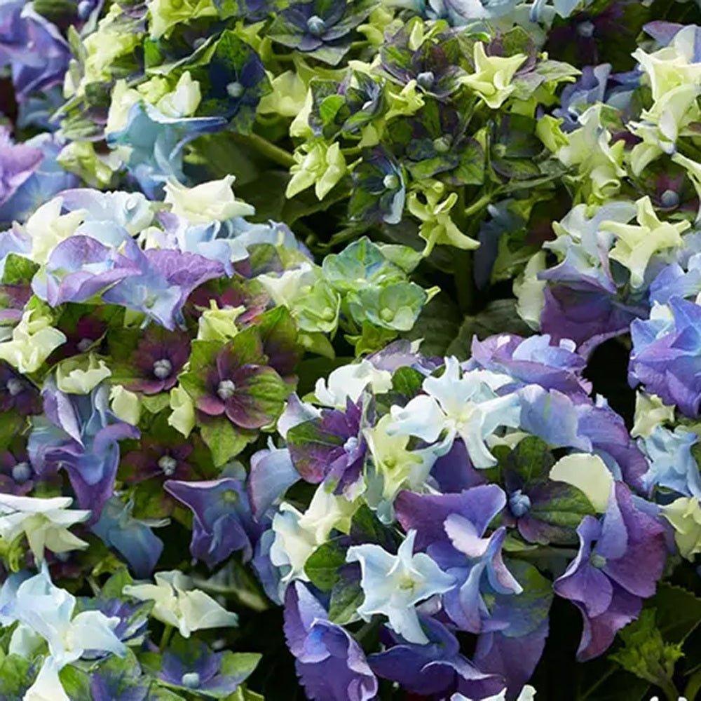 Hortensia de gradina Mata Hari, cu flori albastre