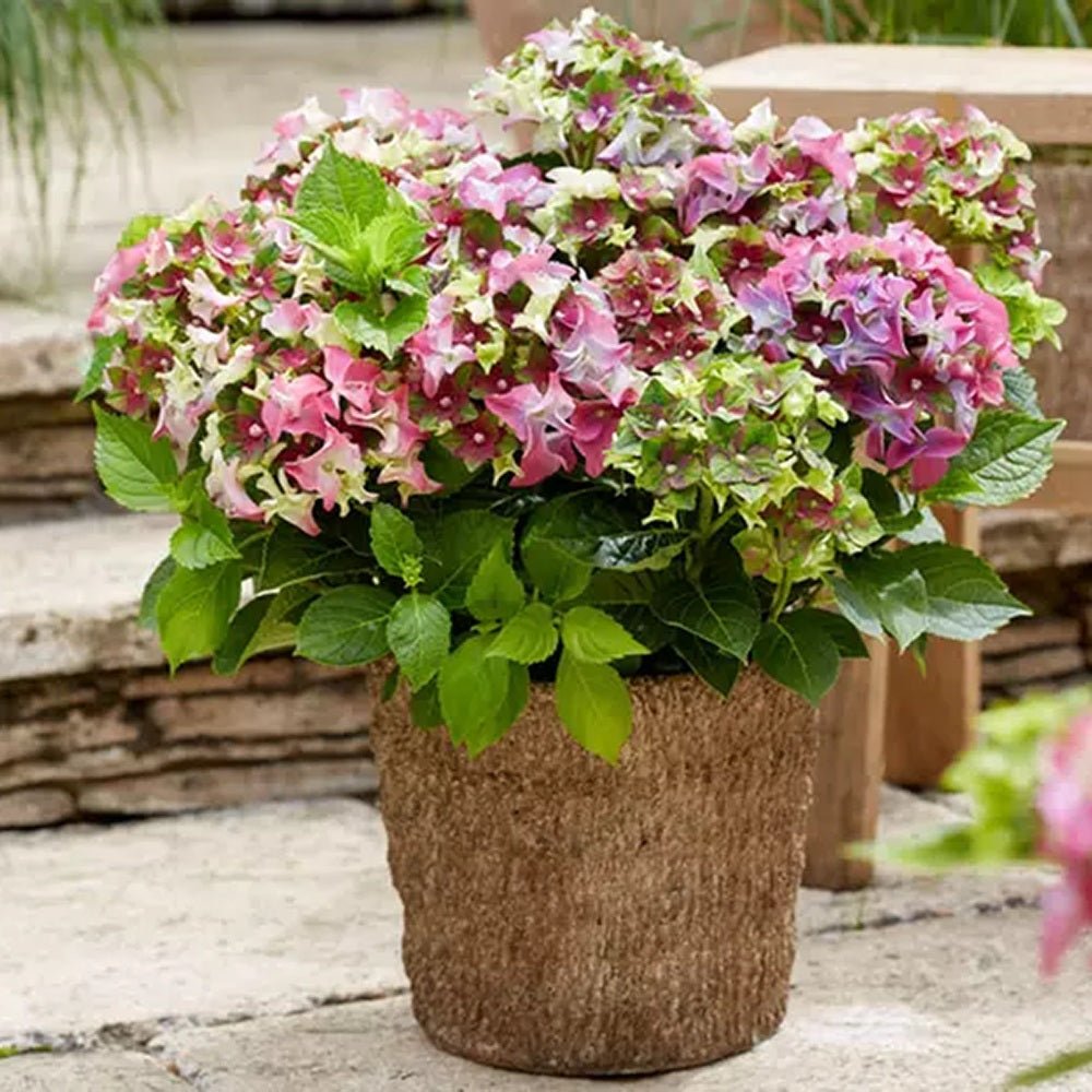 Hortensia de gradina Mata Hari, cu flori roz