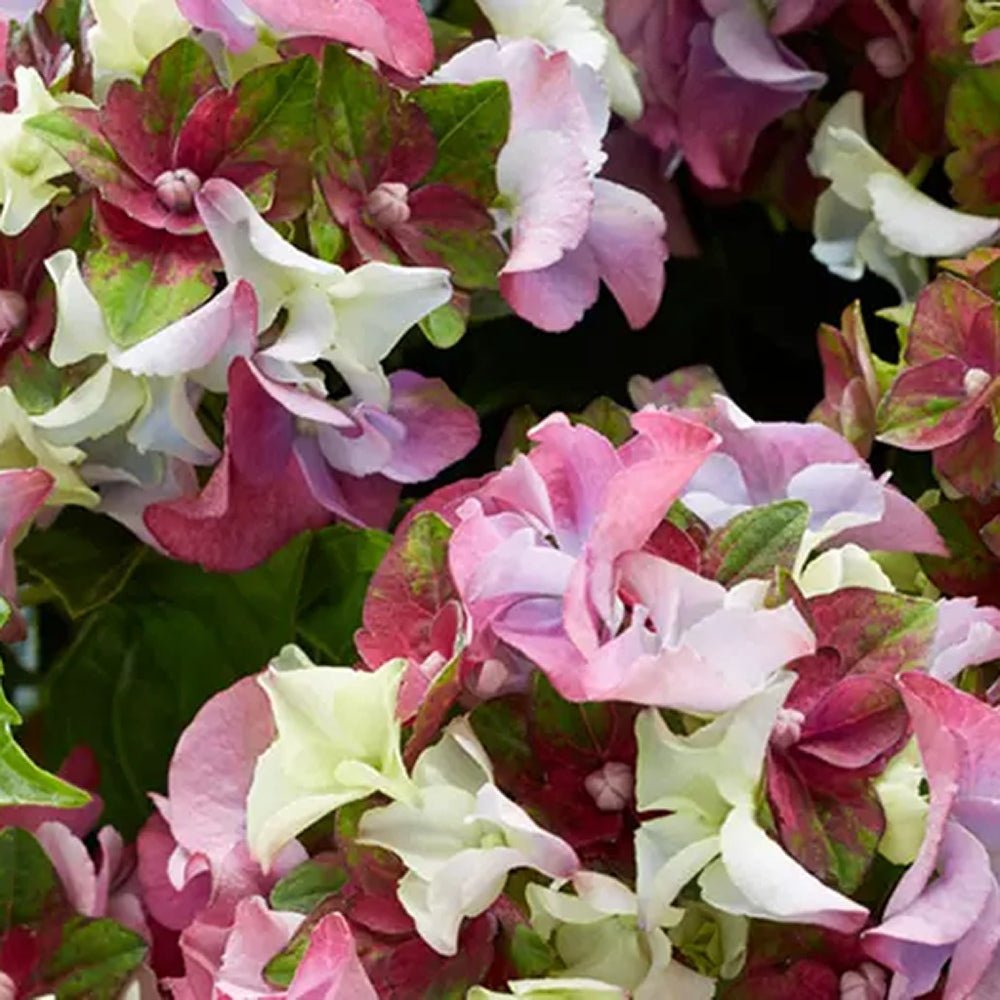 Hortensia de gradina Mata Hari, cu flori roz