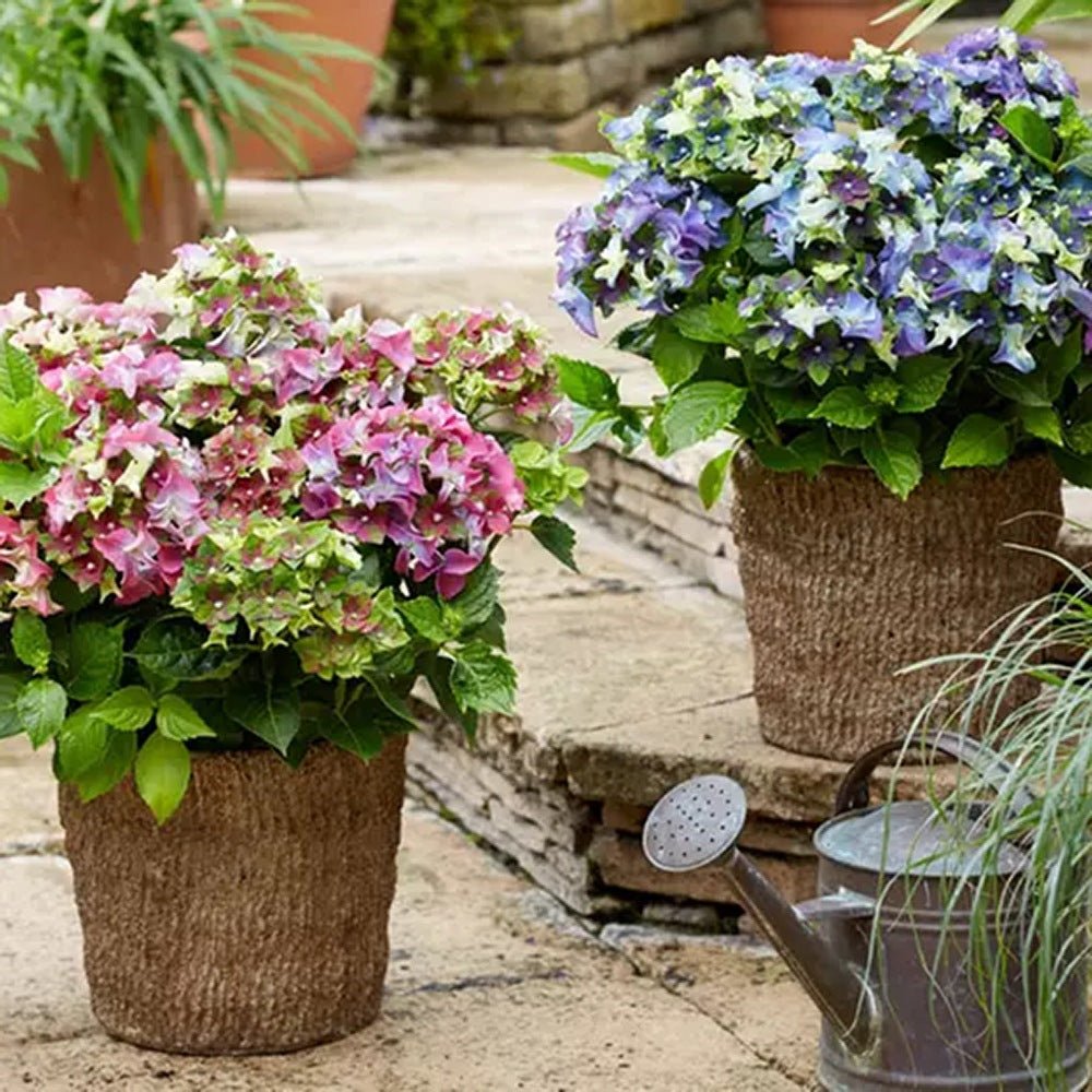 Hortensia de gradina Mata Hari, cu flori roz