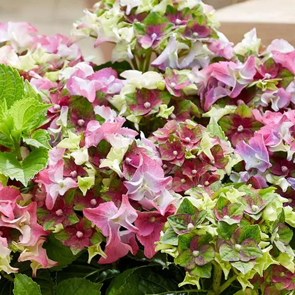 Hortensia de gradina Mata Hari, cu flori roz