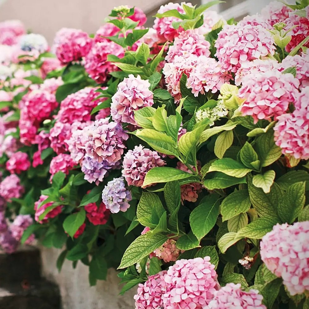 Hortensia de gradina Miss Belgium, cu flori roz-violet