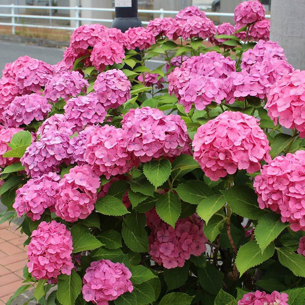 Hortensia de gradina Miss Belgium, cu flori roz-violet
