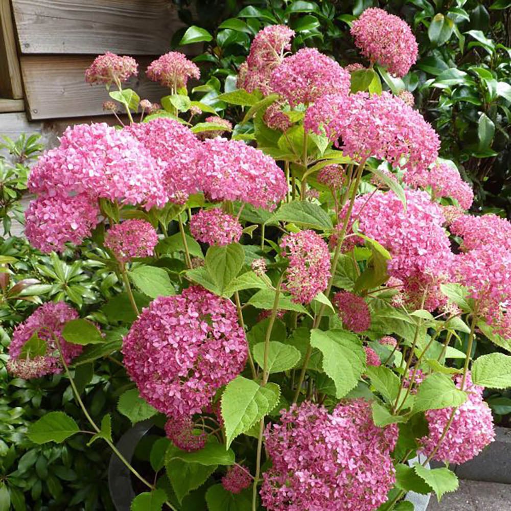 Hortensia de gradina Miss Belgium, cu flori roz-violet