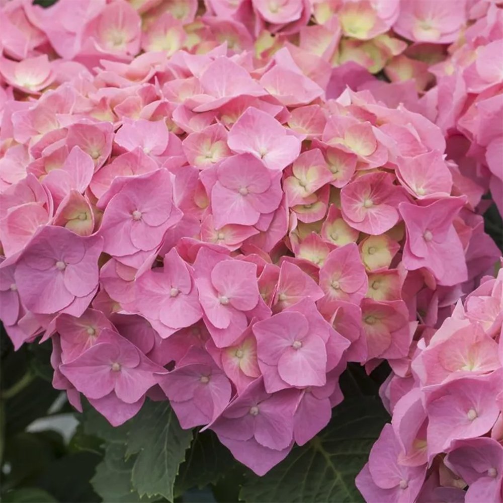 Hortensia de gradina Miss Belgium, cu flori roz-violet