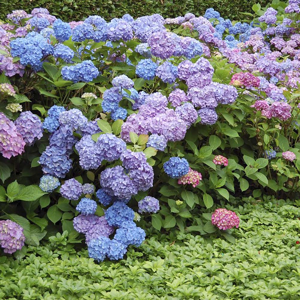 Hortensia Ningbo Roz/Albastru