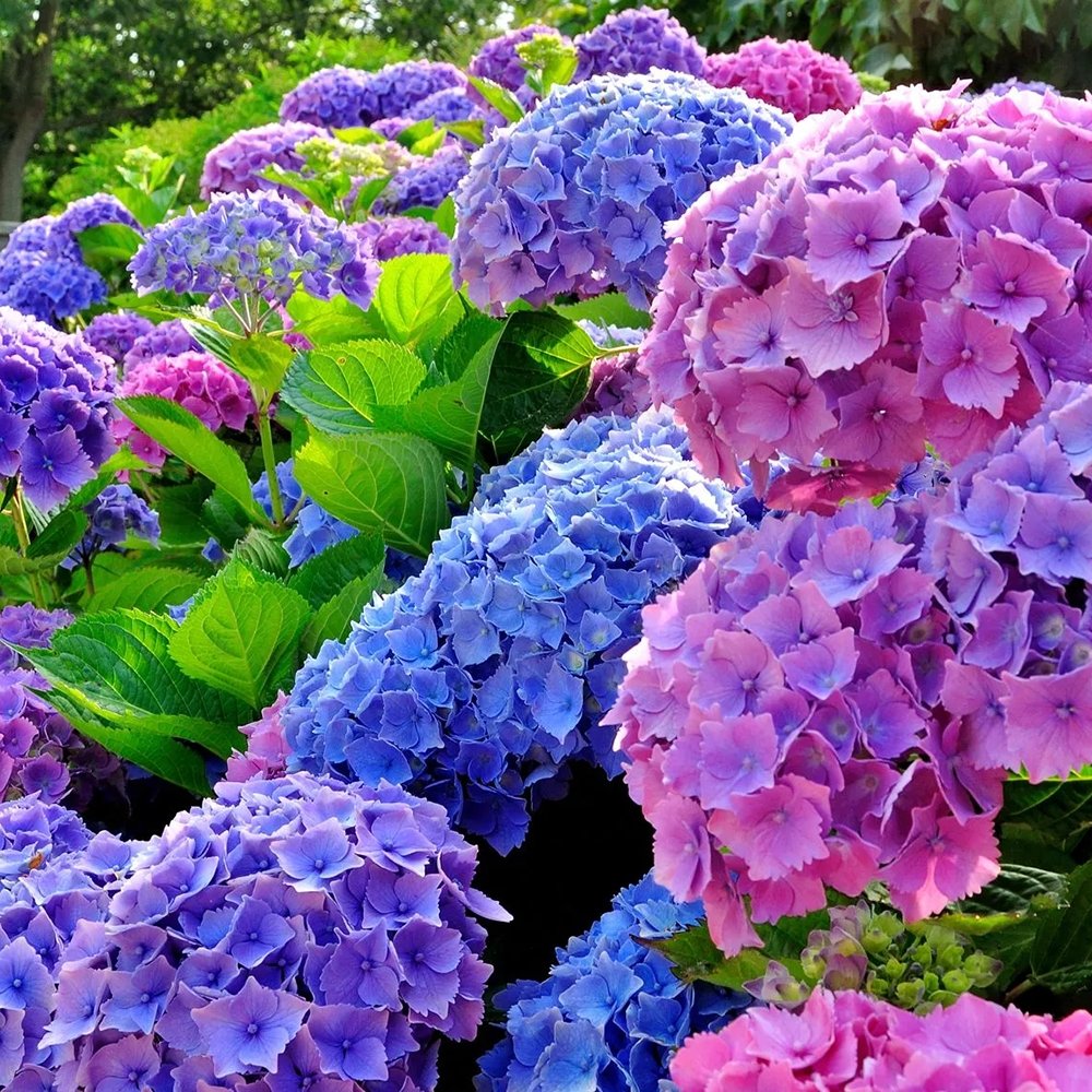 Hortensia Ningbo Roz/Albastru