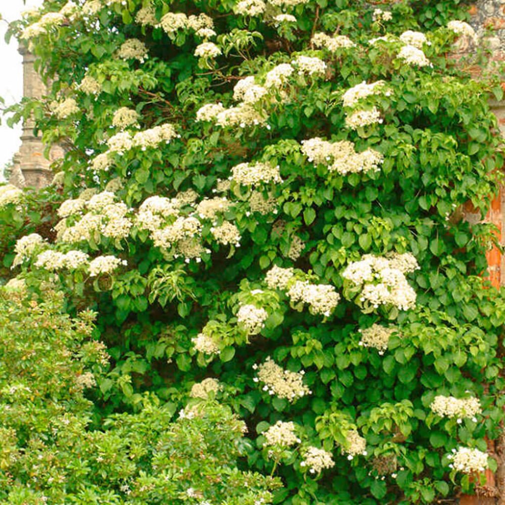 Hortensia Cataratoare alba (Petiolaris)