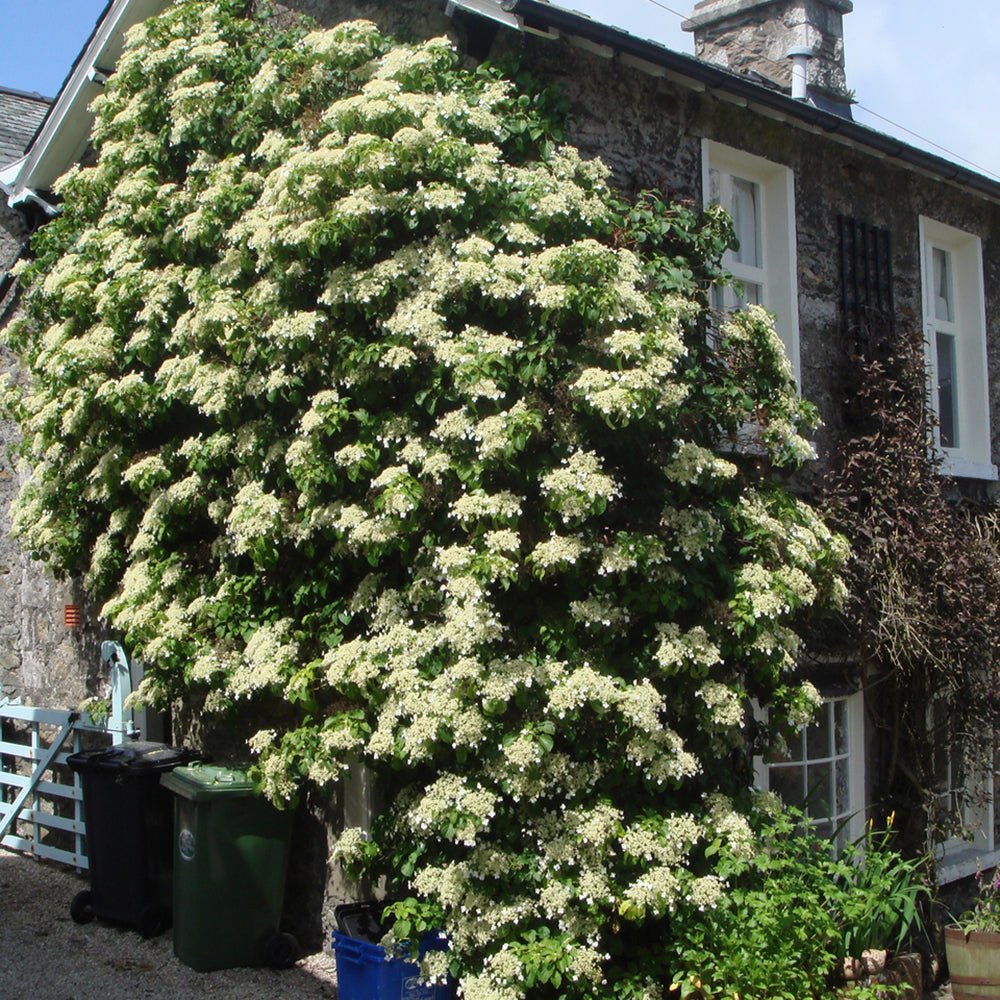 Hortensia Cataratoare alba (Petiolaris)