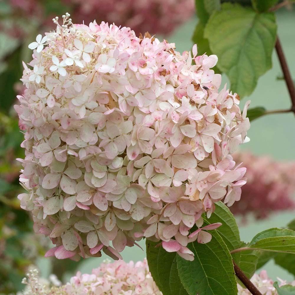 Hortensia de gradina Phantom, cu flori albe-zmeur