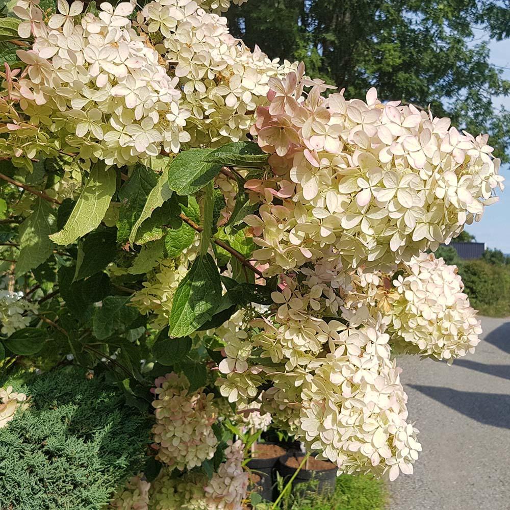 Hortensia de gradina Phantom, cu flori albe-zmeur