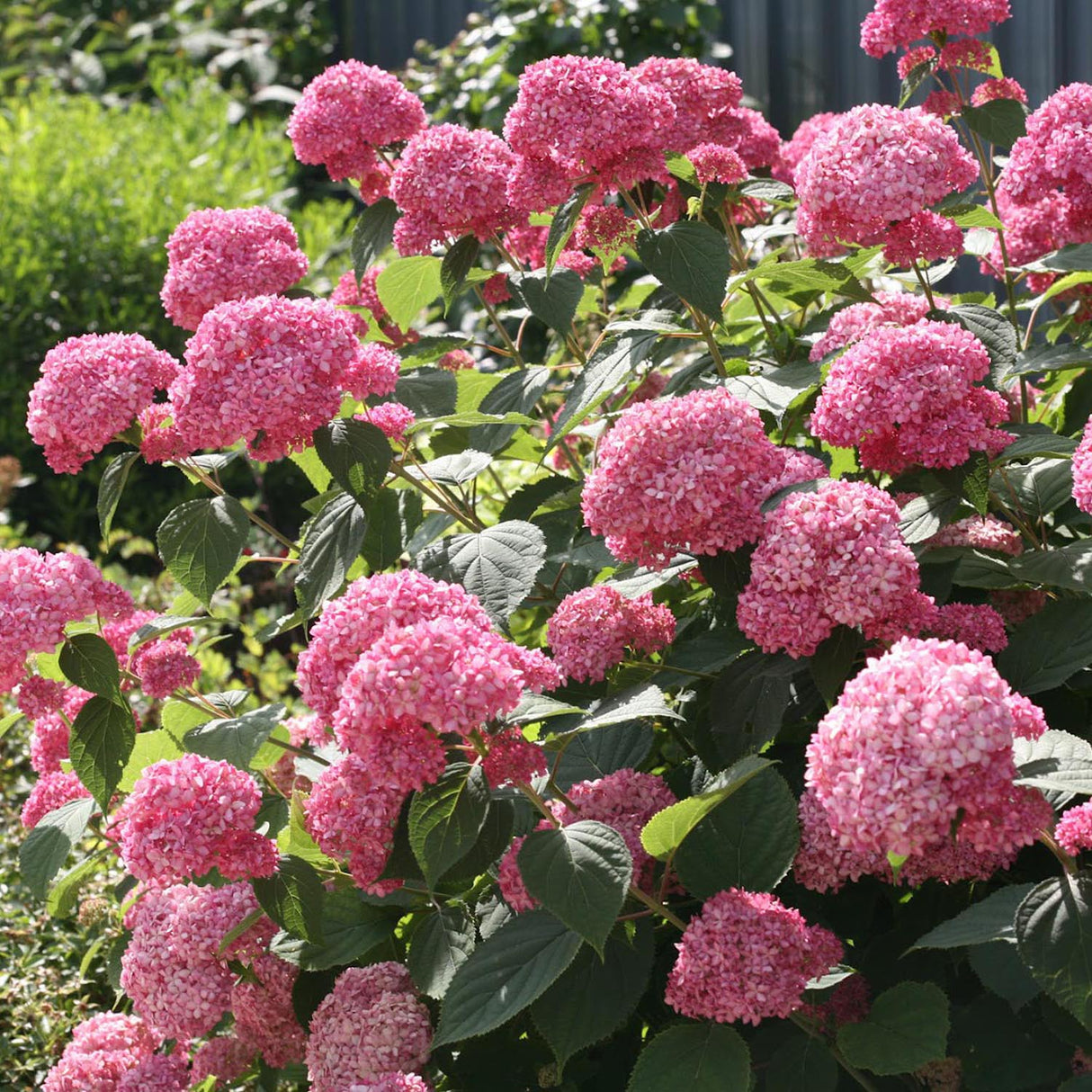 Hortensia de gradina Pink Annabelle, cu flori roz-pal