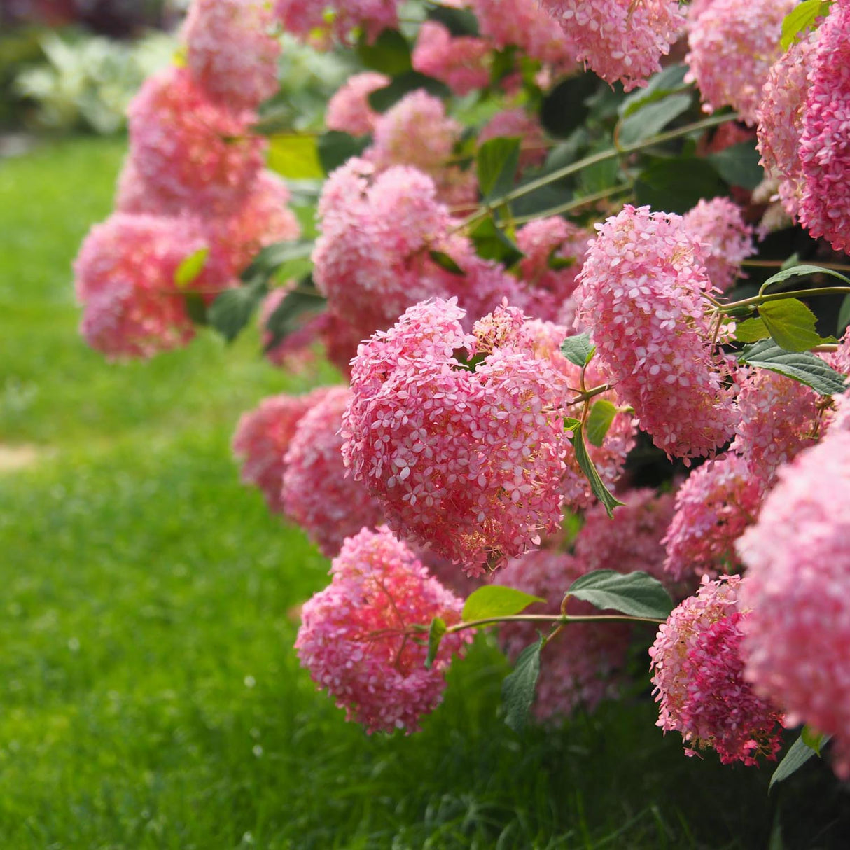 Hortensia de gradina Pink Annabelle, cu flori roz-pal