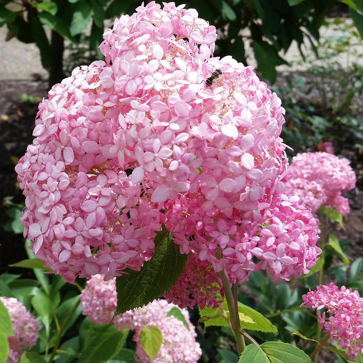 Hortensia de gradina Pink Annabelle, cu flori roz-pal