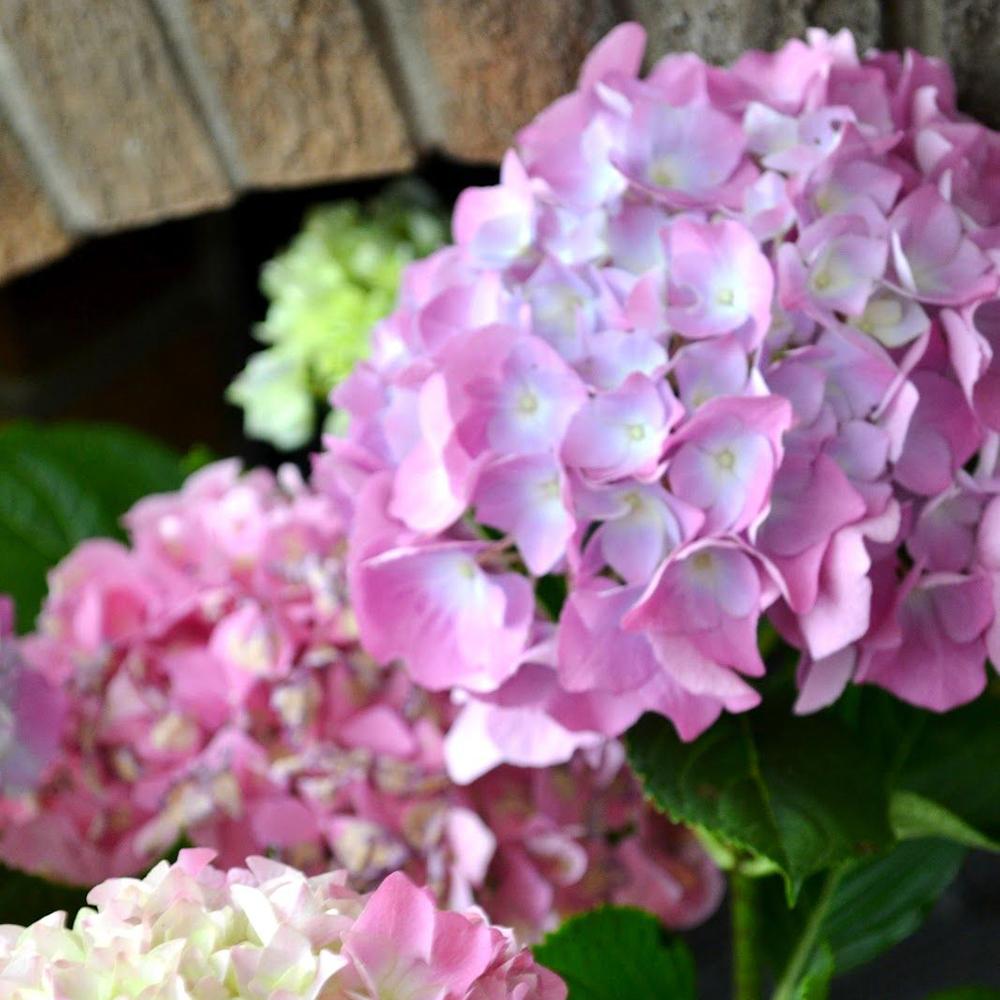 Hortensia Pink Dream