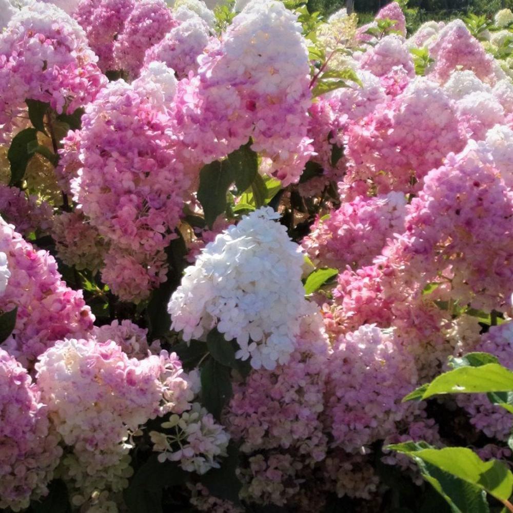Hortensia Pink Lady