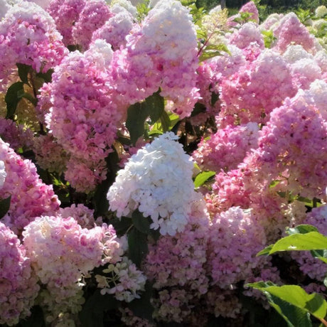 Hortensia Pink Lady, 20-30 cm inaltime, in ghiveci de 4L