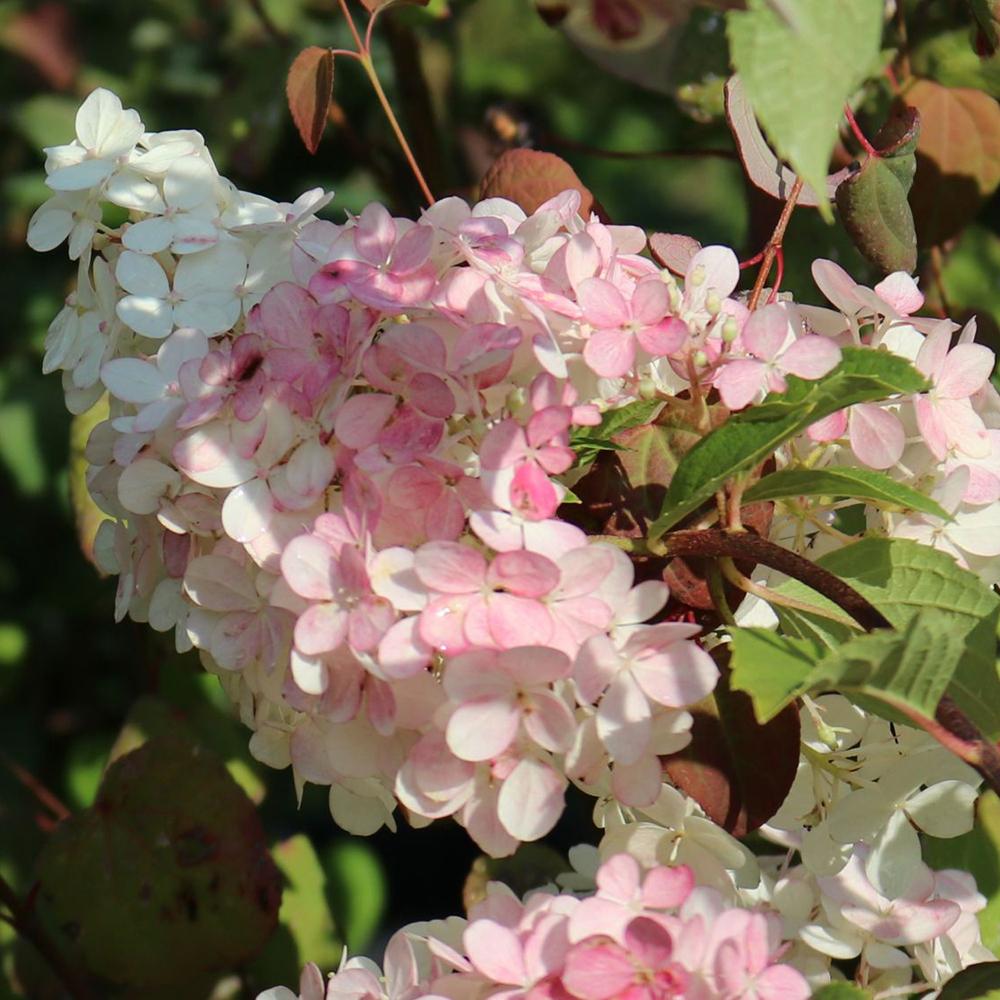 Hortensia Pink Lady