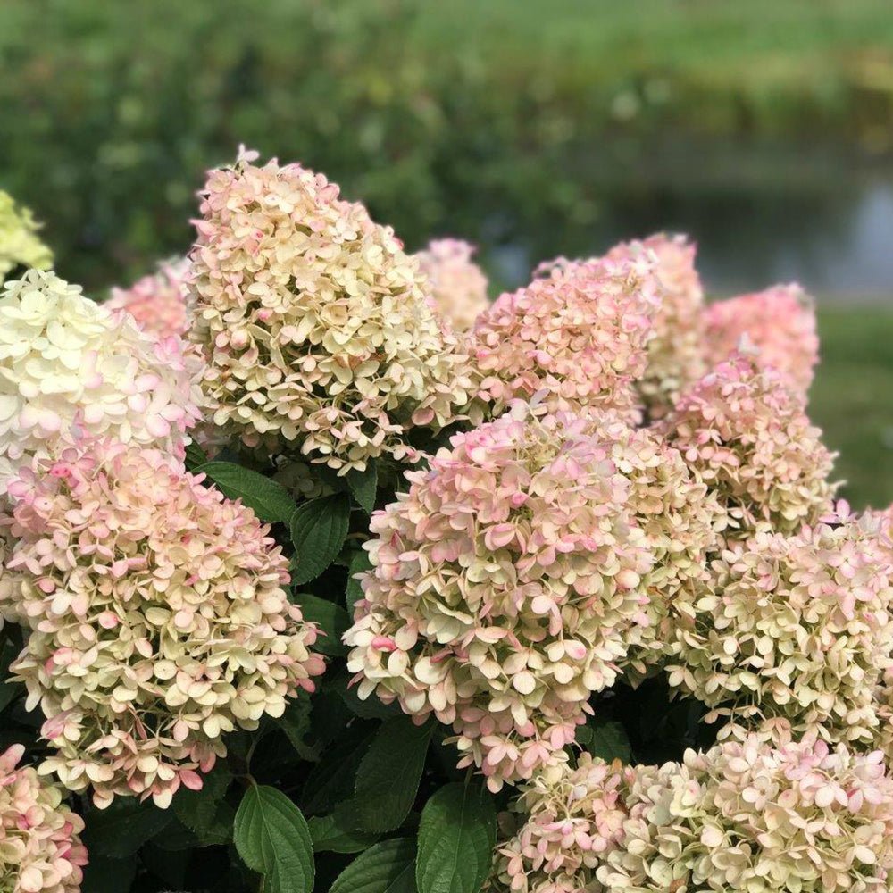 Hortensia de gradina Pinkachu, cu flori roz-pal