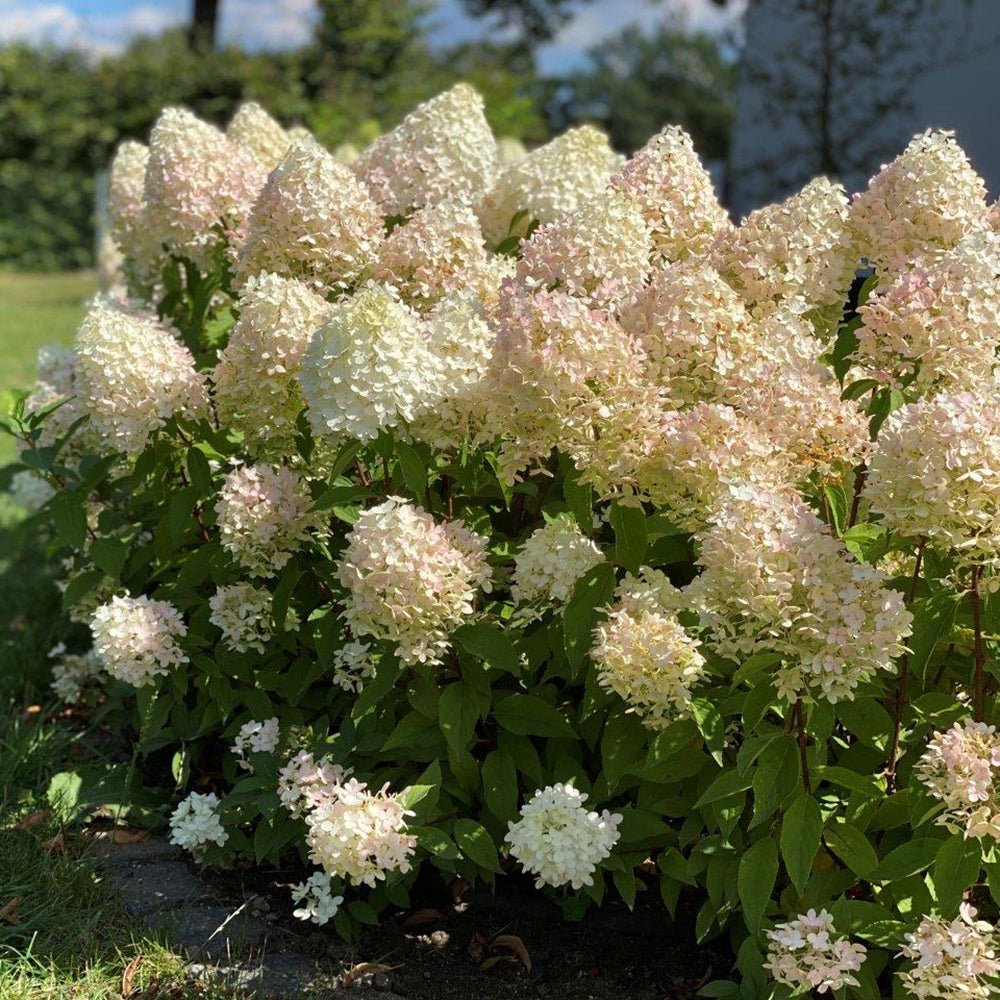 Hortensia de gradina Pinkachu, cu flori roz-pal