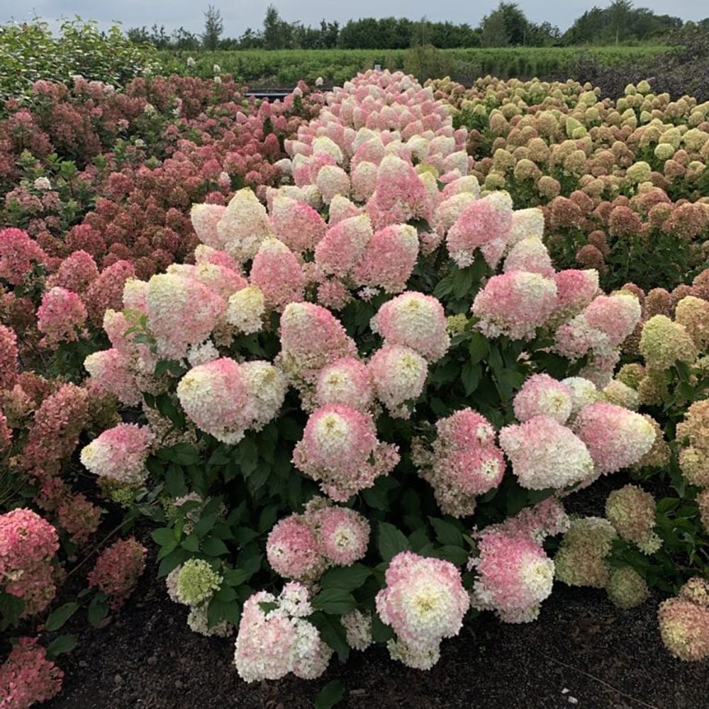 Hortensia de gradina Pinkachu, cu flori roz-pal
