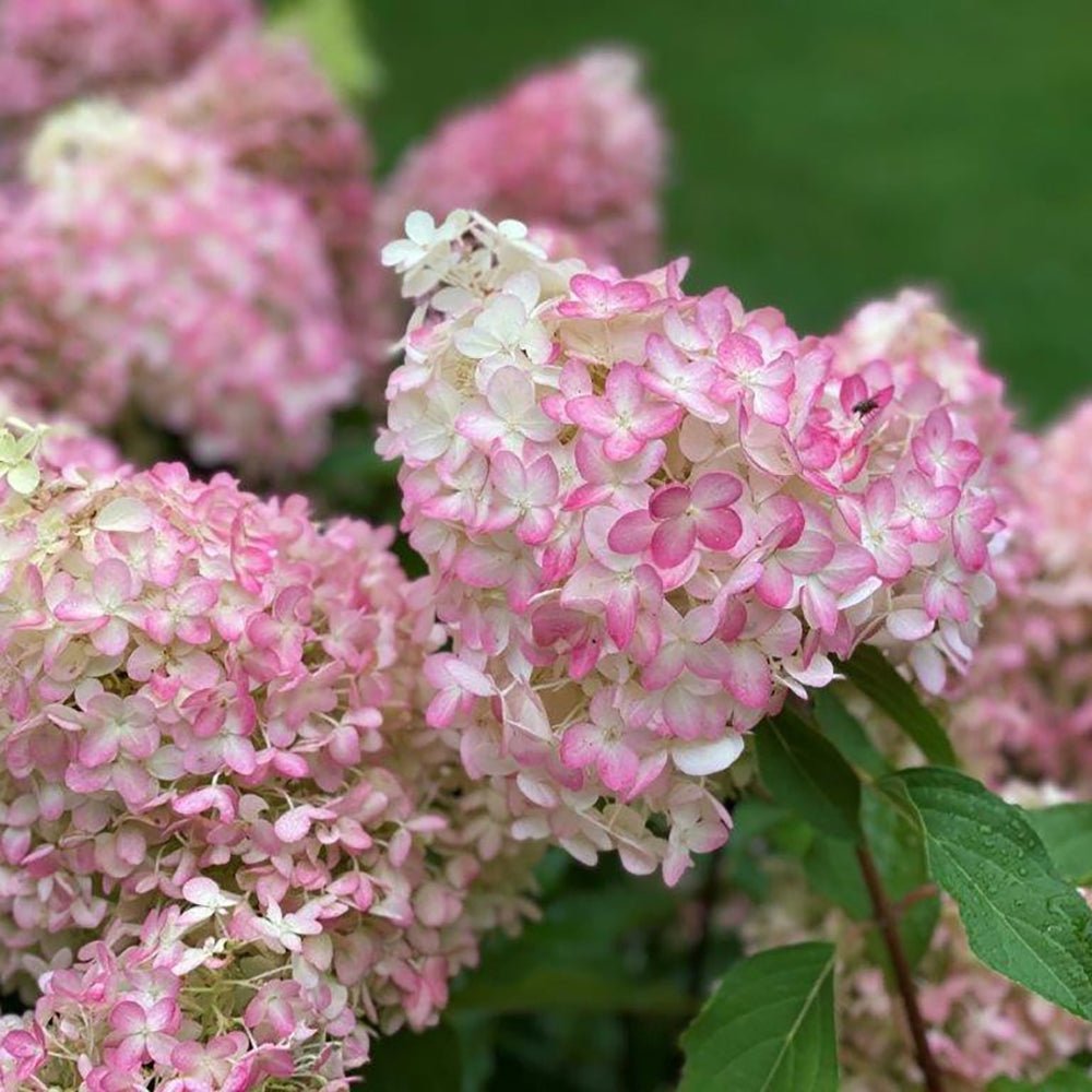 Hortensia de gradina Pinkachu, cu flori roz-pal