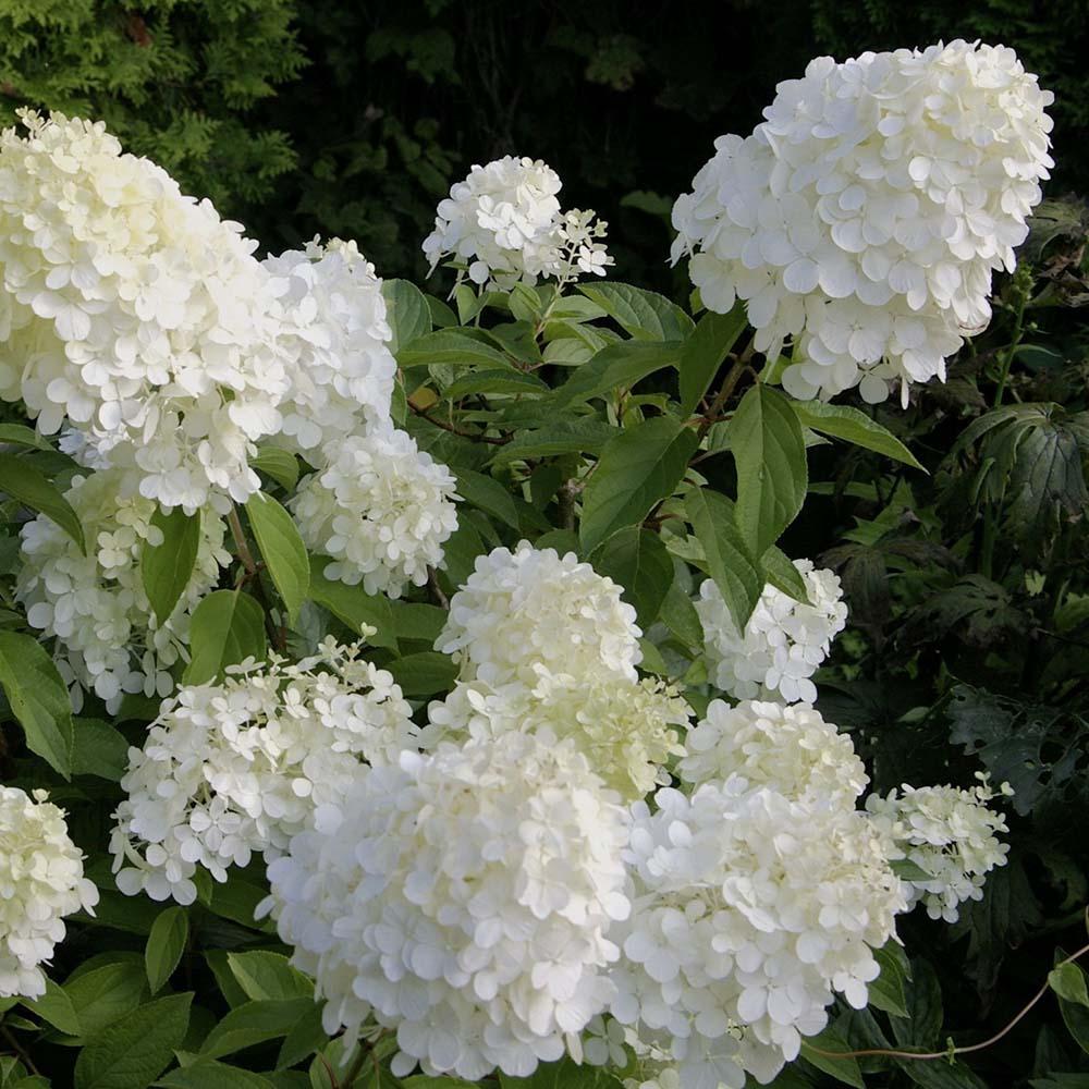 Hortensia Polar Bear