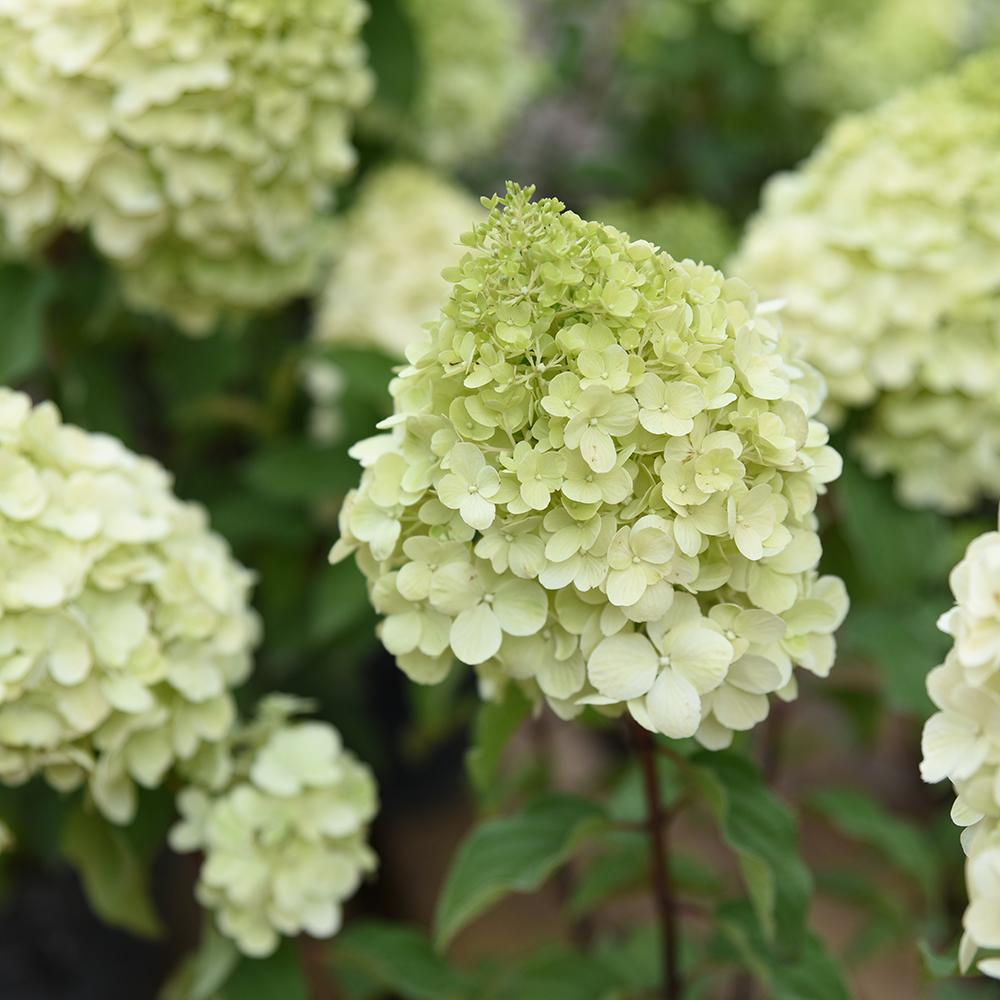 Hortensia Polar Bear