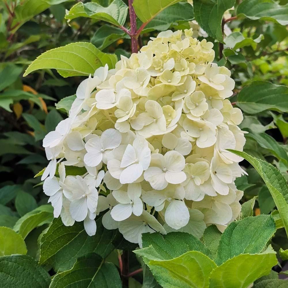 Hortensia Polar Bear