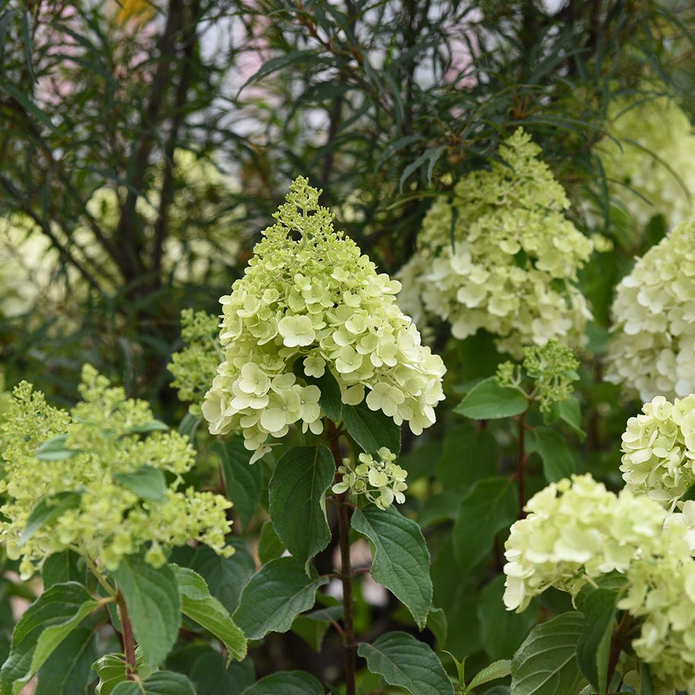 Hortensia Polar Bear
