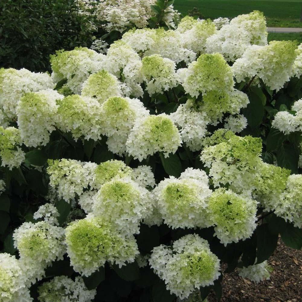 Hortensia Polar Bear