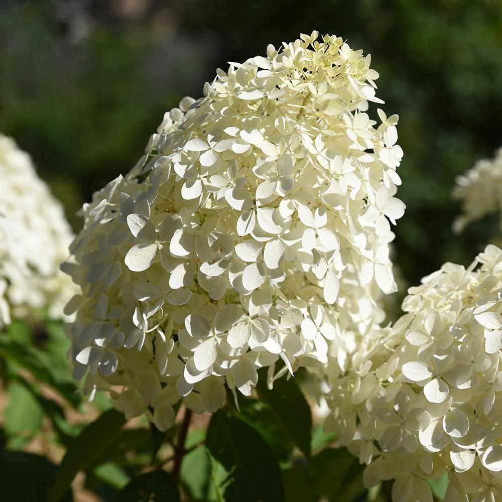 Hortensia Polar Bear