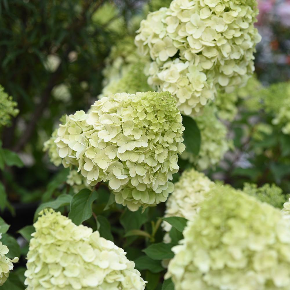 Hortensia Polar Bear