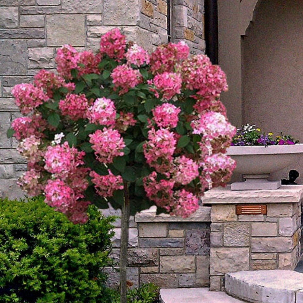 Hortensie de gradina Tip Copac rosu King's Red, cu flori rosii