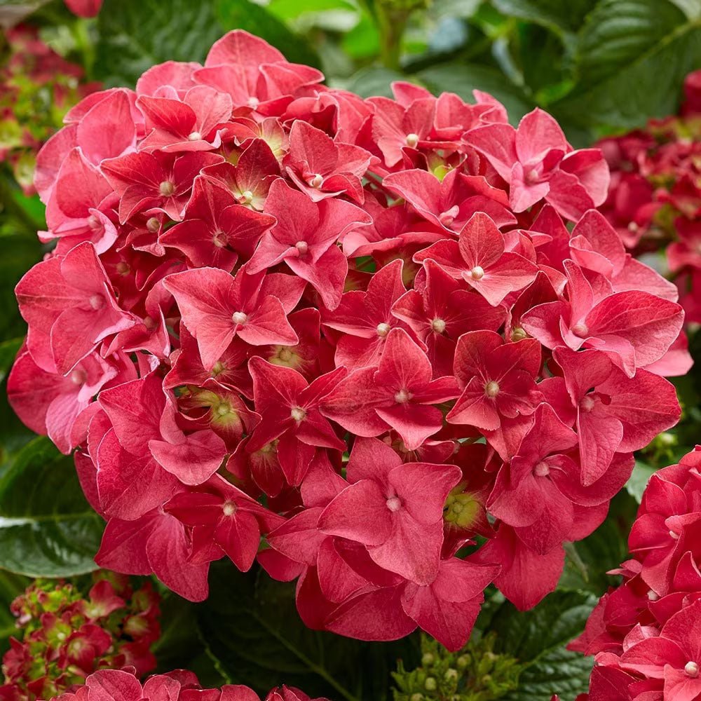 Hortensie de gradina Tip Copac rosu King's Red, cu flori rosii