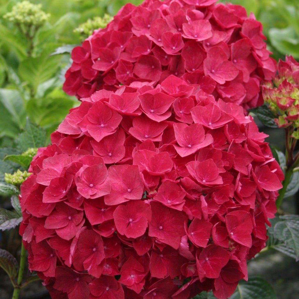 Hortensie de gradina Tip Copac rosu King's Red, cu flori rosii