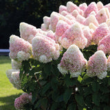 Hortensia roz-alb Living Summer Love Now - Tip Copac - VERDENA-Tulpina de 40 cm inaltime, livrat in ghiveci de 5 l
