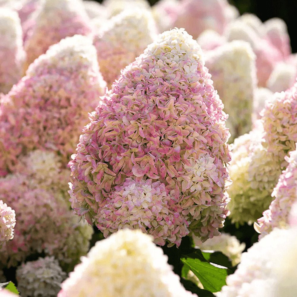 Hortensie Tip Copac Living Summer Love Now, cu flori roz-crem