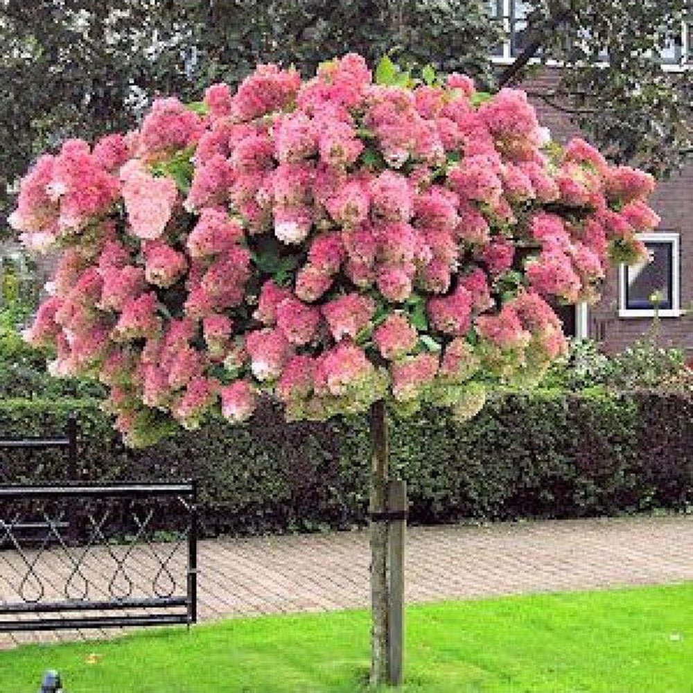 Hortensie de Gradina Tip Copac Pinky Winky, cu flori roz-alb