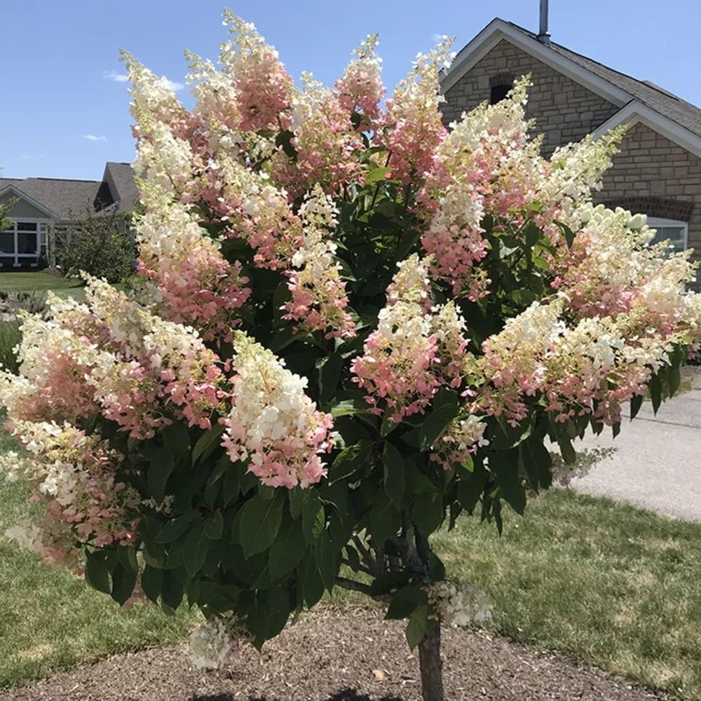 Hortensie de Gradina Tip Copac Pinky Winky, cu flori roz-alb