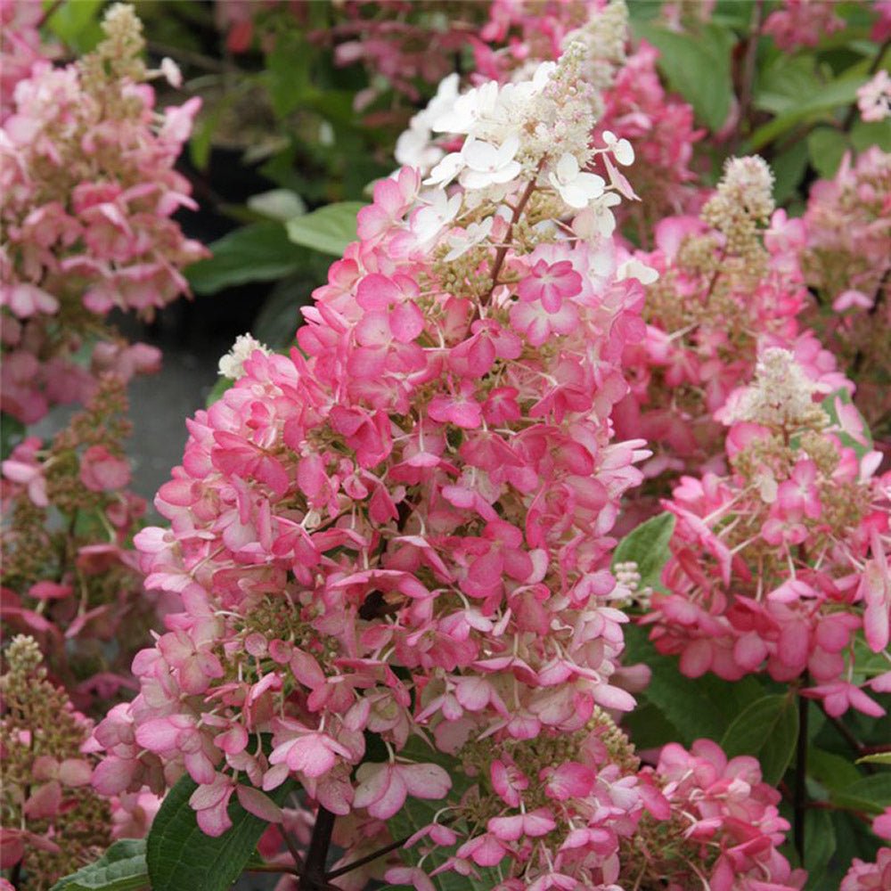 Hortensie de Gradina Tip Copac Pinky Winky, cu flori roz-alb