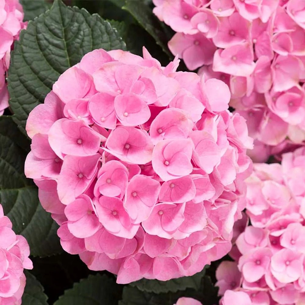 Hortensia de gradina Early Rosa, cu flori roz