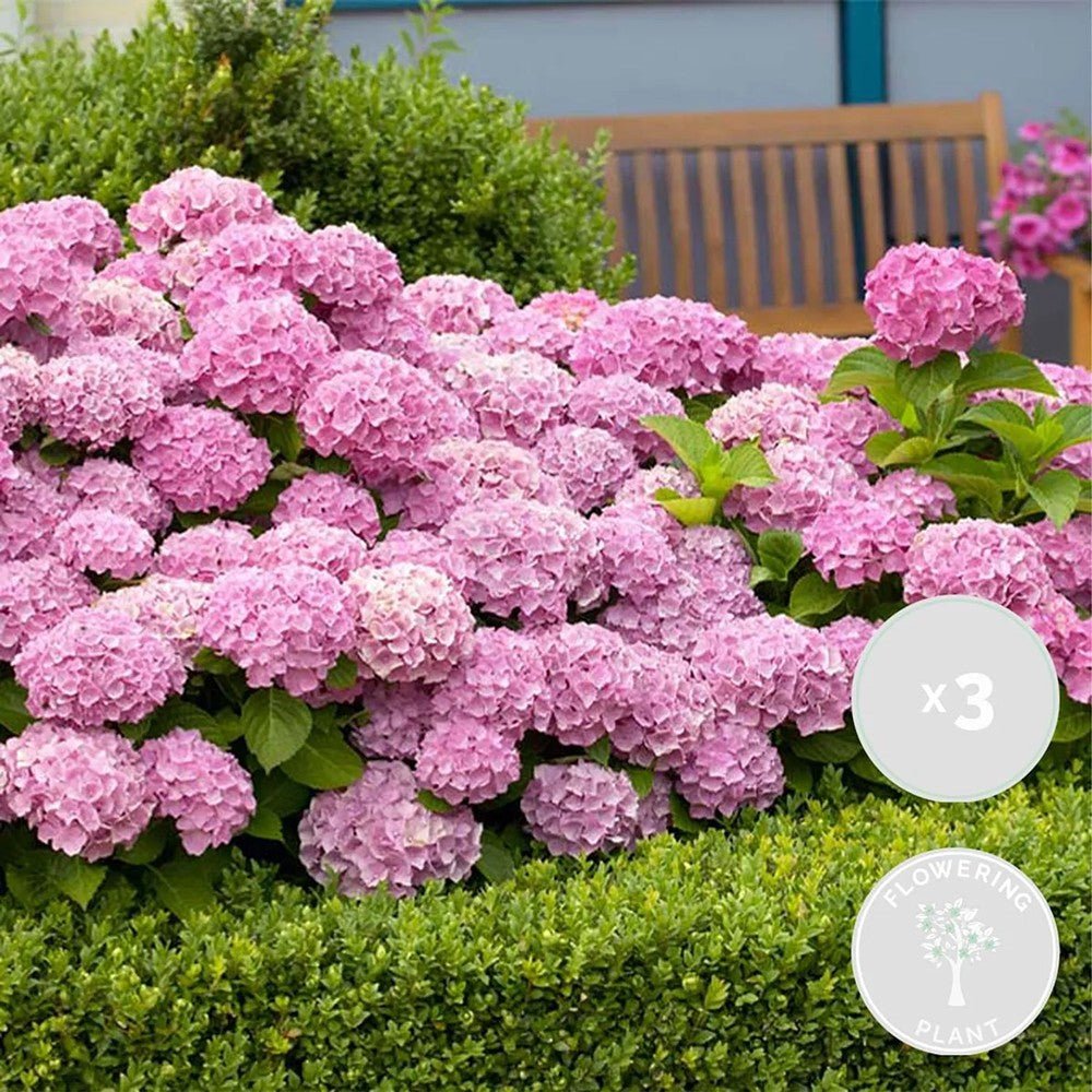 Hortensia de gradina Early Rosa, cu flori roz